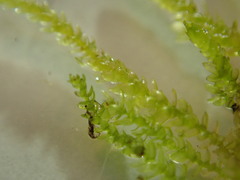 Scleropodium cespitans