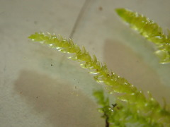 Scleropodium cespitans