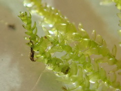 Scleropodium cespitans