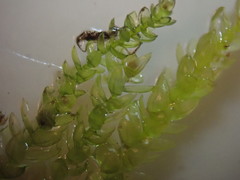 Scleropodium cespitans