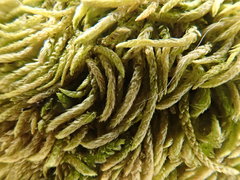 Scleropodium cespitans