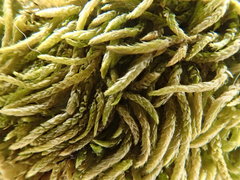 Scleropodium cespitans