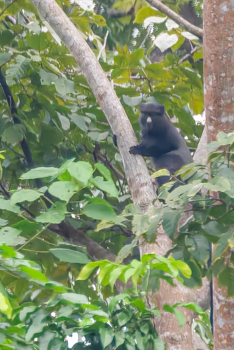 Eastern Putty-nosed Monkey