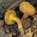 Wood Bolete - Photo (c) Davide Puddu, some rights reserved (CC BY-NC), uploaded by Davide Puddu