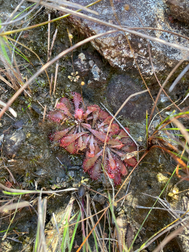 Drosera montana (Drosera montana)