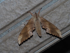 Marumba sperchius sperchius