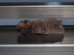 Norracoides basinotata