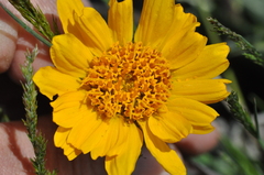 Balsamorhiza serrata