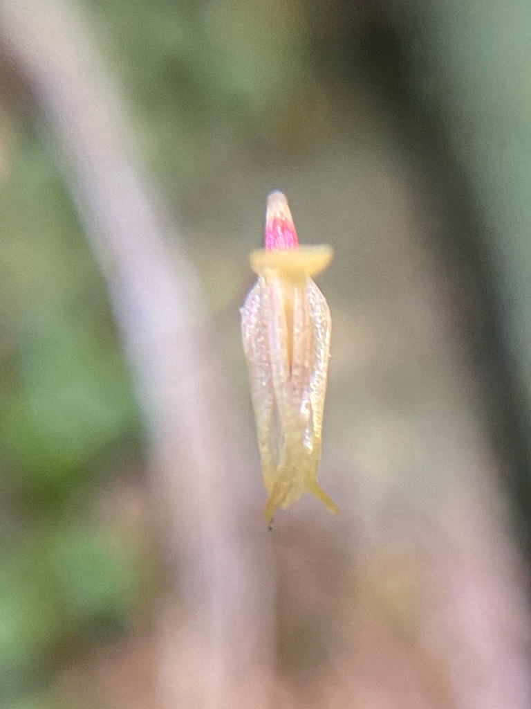 Barbosella crassifolia