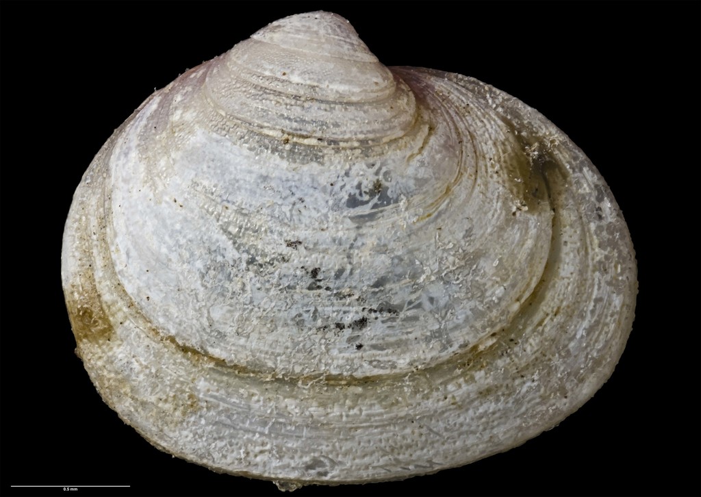 Lasaea hinemoa