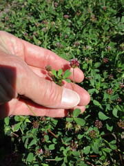 Trifolium bifidum
