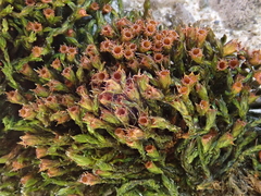 Schistidium crassipilum