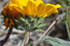 Balsamorhiza serrata