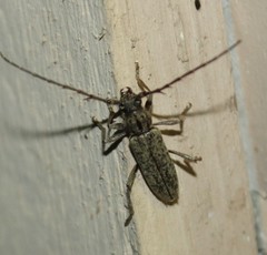 Elaphidion mucronatum