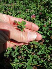 Trifolium bifidum