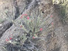 Ipomopsis tenuifolia