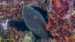 Calloplesiops altivelis