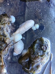 Eudistoma elongatum