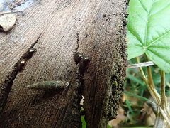 Scaphidema metallicum