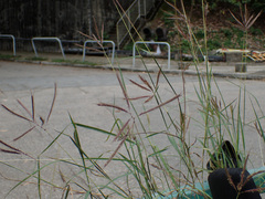 Dichanthium annulatum