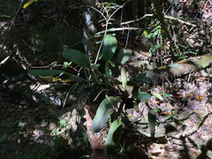 Cattleya walkeriana, photograph (c) Rafael Silva, some rights reserved (CC BY-SA)