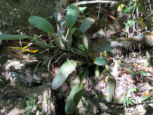 Cattleya walkeriana