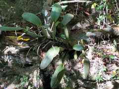 Cattleya walkeriana