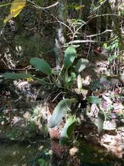 Cattleya walkeriana, photograph (c) Rafael Silva, some rights reserved (CC BY-SA)