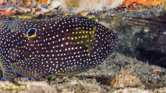 Calloplesiops altivelis