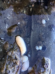 Eudistoma elongatum