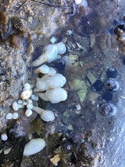 Eudistoma elongatum