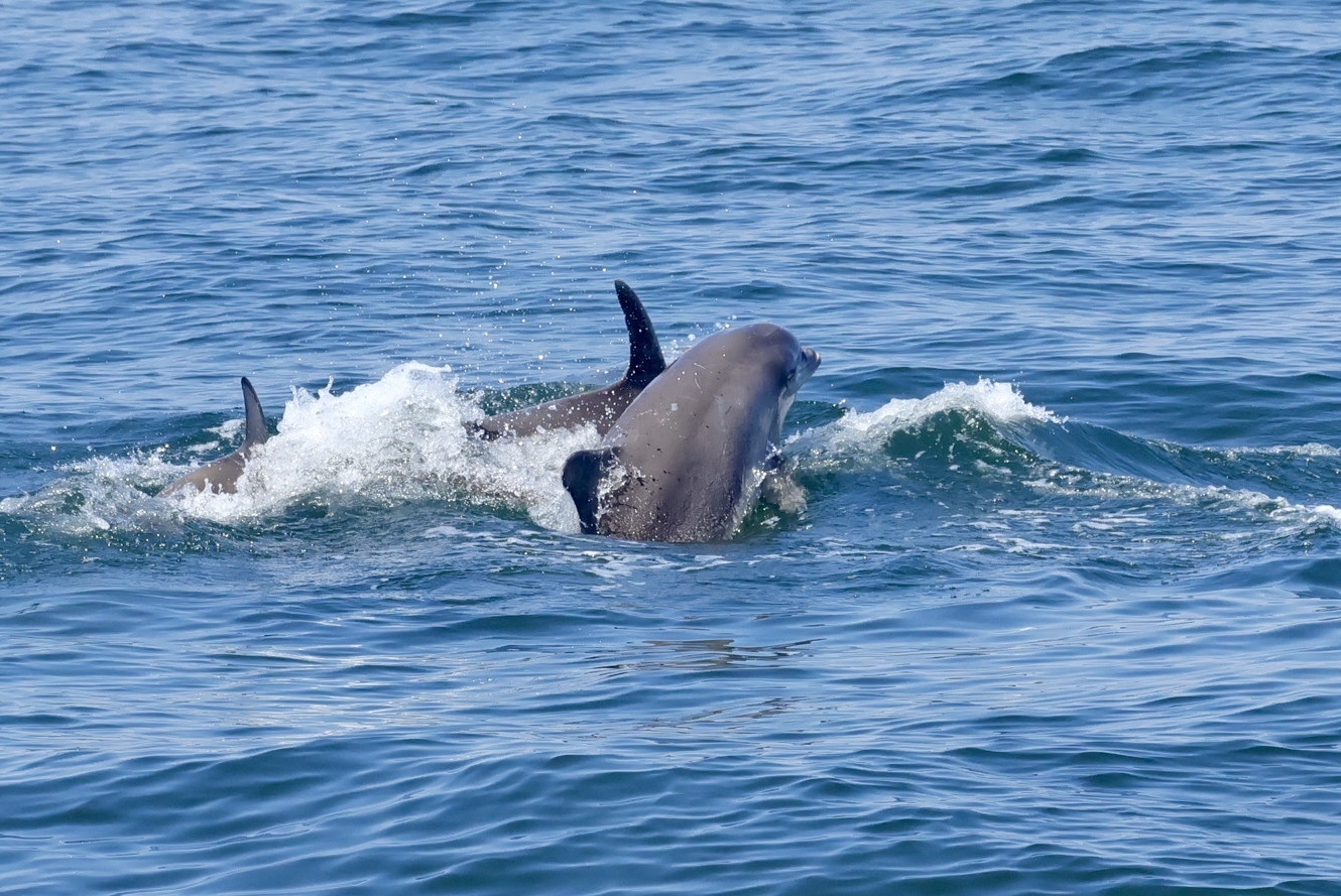 Tursiops erebennus