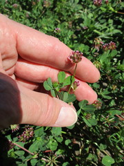 Trifolium bifidum