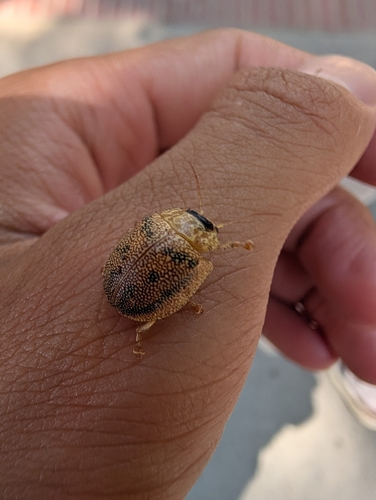 Dotted Paropsine Leaf Beetle