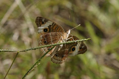 Junonia zonalis