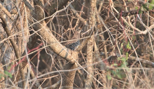 Banded Quail (Philortyx fasciatus)