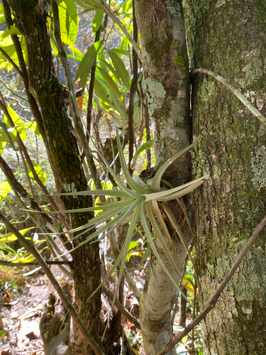 Tillandsia pohliana, photograph 3
