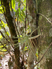 Tillandsia pohliana, photograph (c) Rafael Silva, some rights reserved (CC BY-SA)
