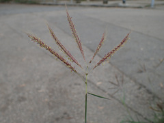 Dichanthium annulatum