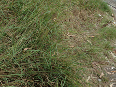 Dichanthium annulatum