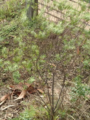 Pimelea stricta