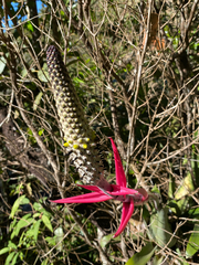 Aechmea bromeliifolia, photograph (c) Rafael Silva, some rights reserved (CC BY-SA)
