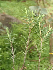 Pimelea stricta