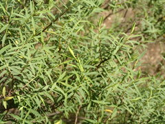 Pimelea stricta