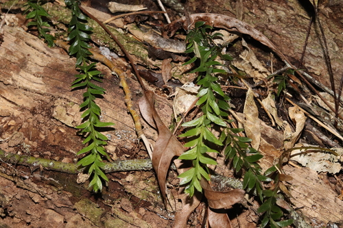 Tmesipteris tannensis, photograph 2