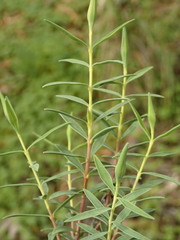Pimelea stricta