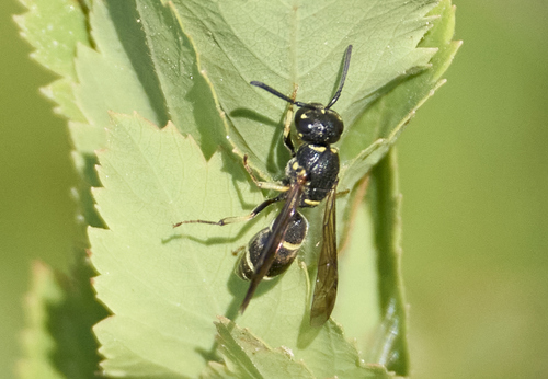 Parancistrocerus pensylvanicus observed 2026-07-16