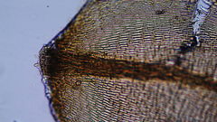 Scleropodium cespitans