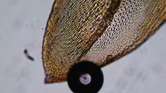 Scleropodium cespitans