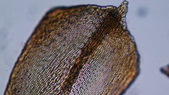 Scleropodium cespitans